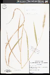 Elymus riparius image