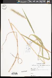 Elymus riparius image