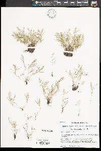 Eragrostis hypnoides image