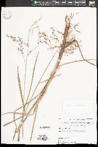 Glyceria canadensis image