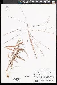 Gymnopogon ambiguus image