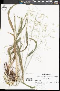 Milium effusum image