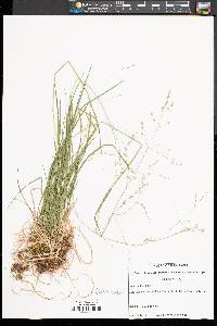 Poa alsodes image