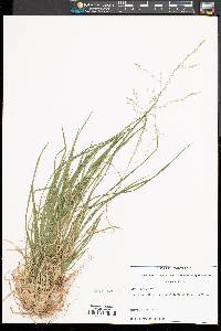 Poa alsodes image