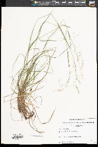 Poa autumnalis image