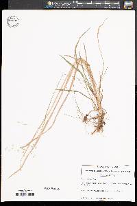 Poa sylvestris image