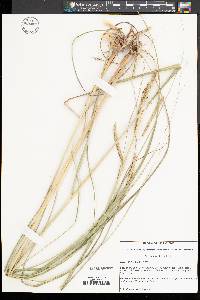 Spartina pectinata image