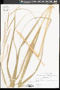 Spartina pectinata image