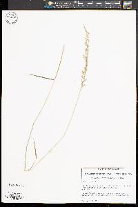 Image of Sphenopholis pensylvanica