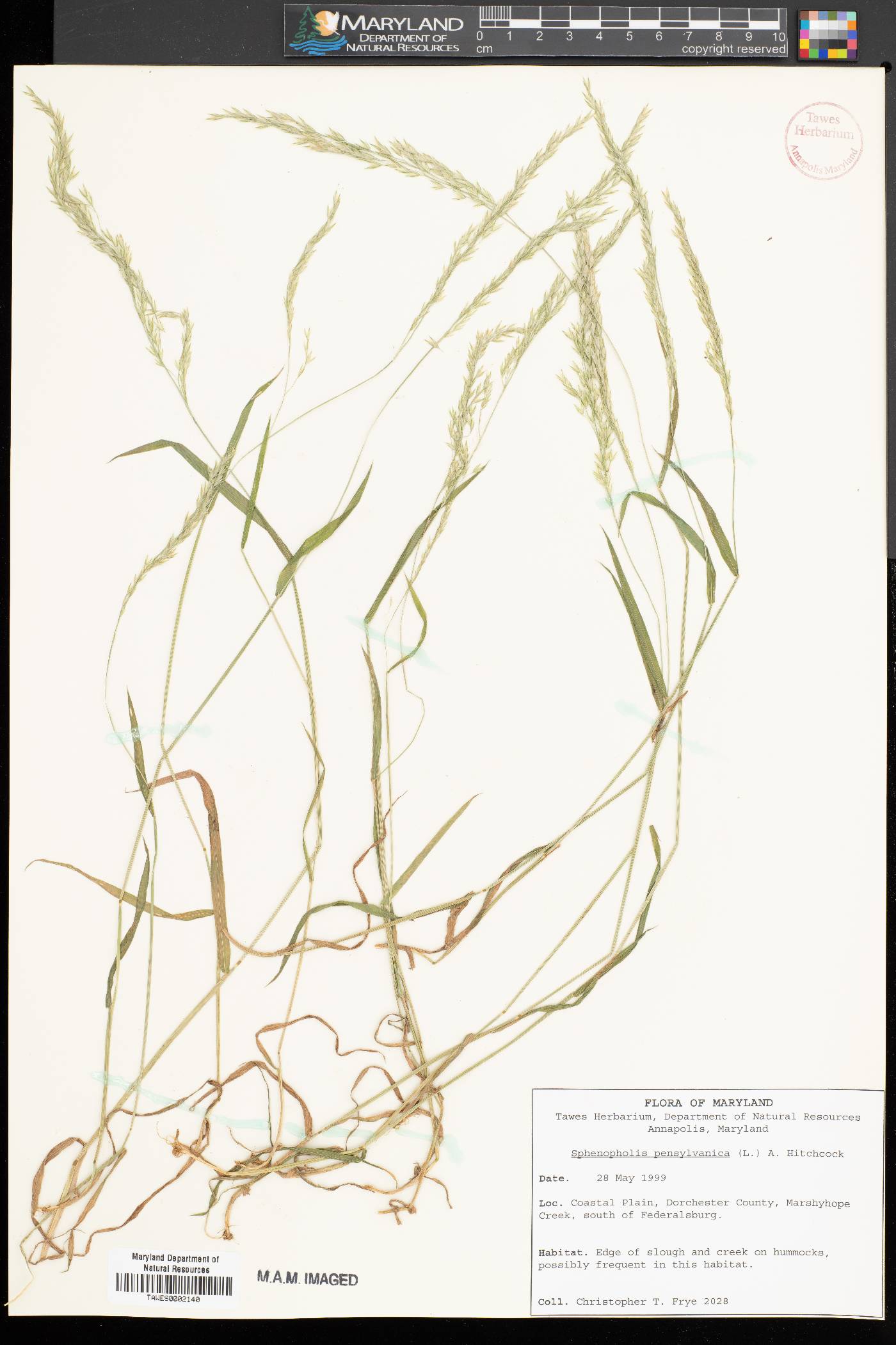 Sphenopholis pensylvanica image