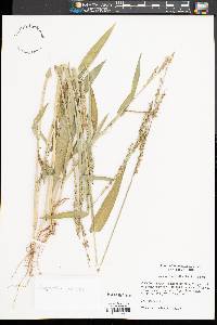 Urochloa texana image