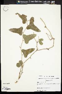 Smilax bona-nox image