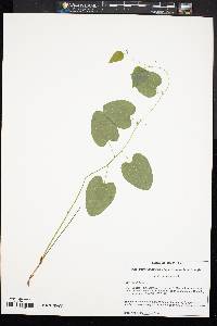 Smilax pseudochina image