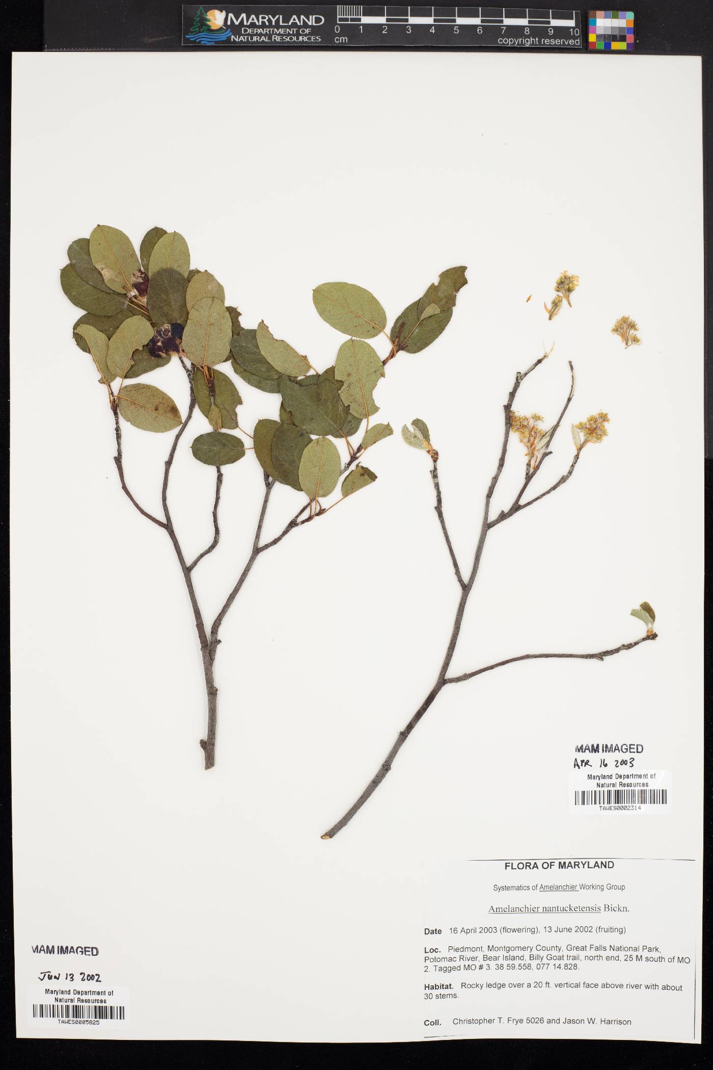 Amelanchier nantucketensis image