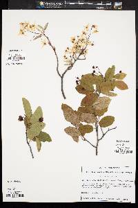 Amelanchier canadensis image