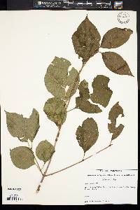 Viburnum lentago image