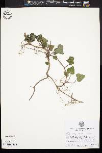 Hedera hibernica image