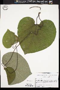 Aristolochia macrophylla image