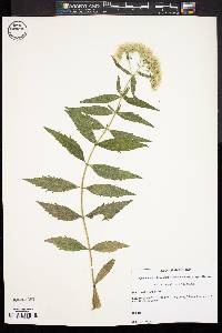 Eupatorium altissimum image