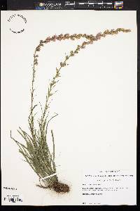 Liatris spicata image