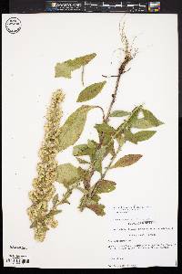 Solidago bicolor image