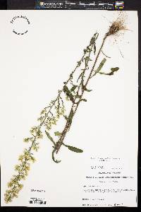 Solidago erecta image