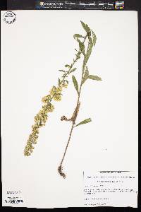 Solidago hispida image