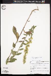 Solidago hispida image