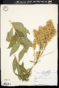 Solidago speciosa image