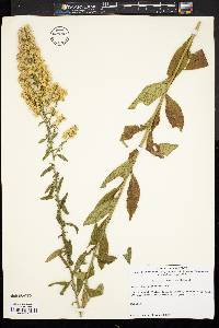 Solidago speciosa image