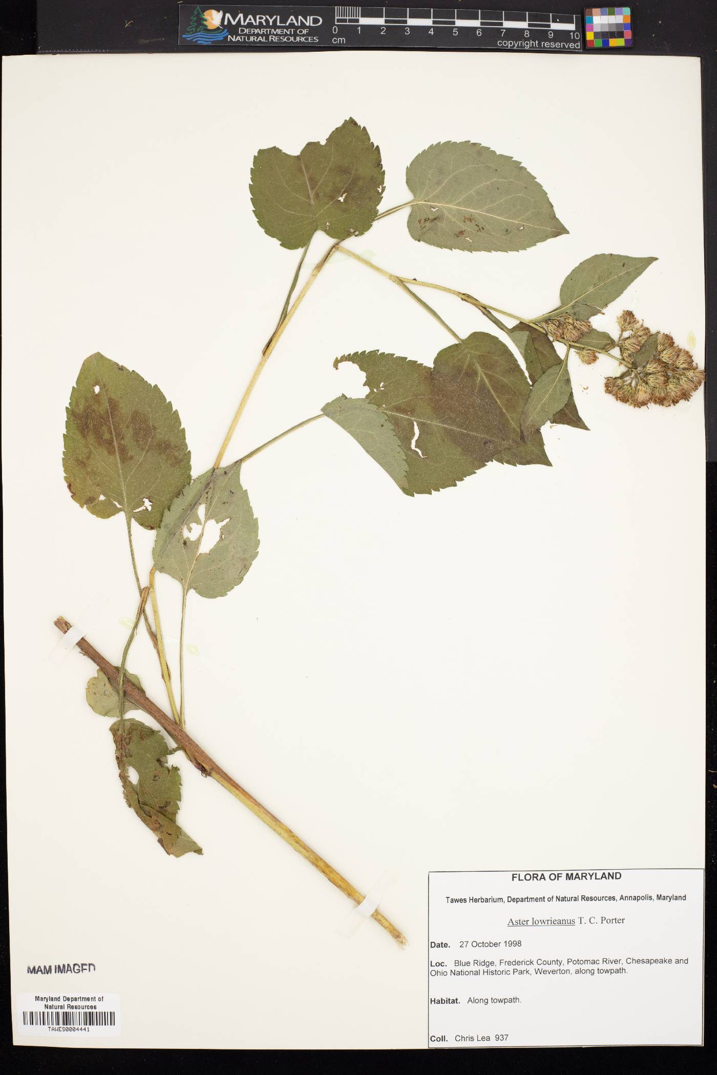 Symphyotrichum lowrieanum image