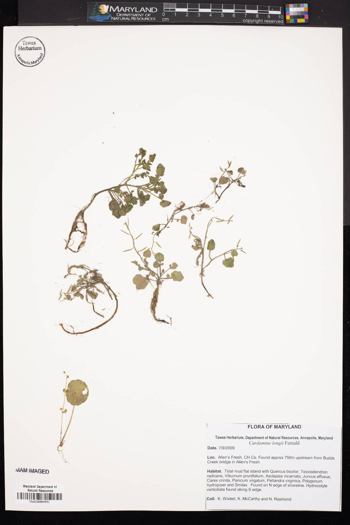 Cardamine longii image