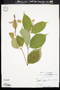 Diervilla lonicera image