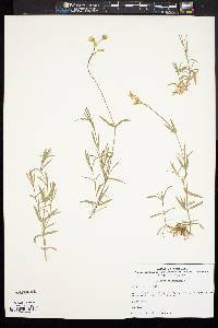 Cerastium arvense image