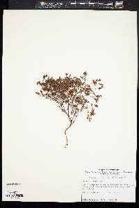 Paronychia montana image