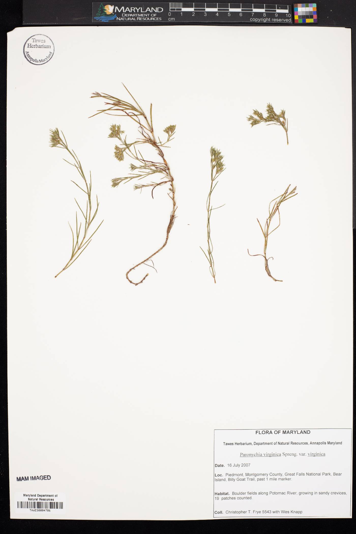 Paronychia virginica var. virginica image