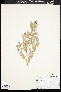 Atriplex arenaria image