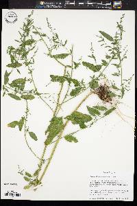 Chenopodium standleyanum image