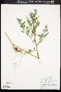 Chenopodium standleyanum image