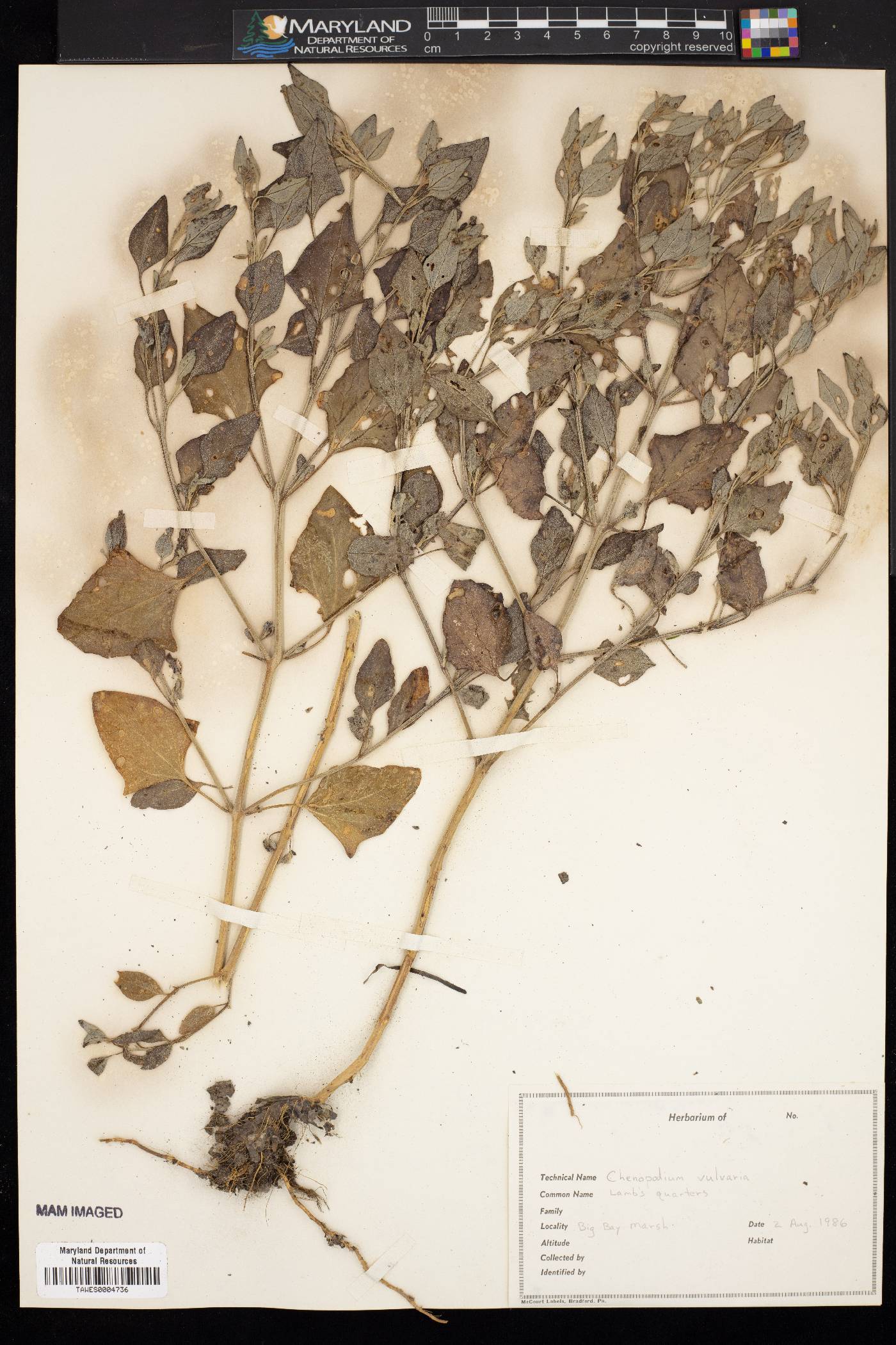 Chenopodium vulvaria image