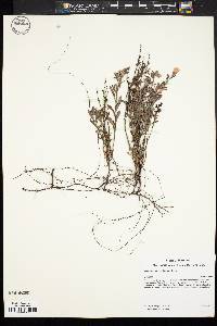 Image of Crocanthemum propinquum