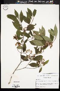 Cornus racemosa image