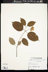 Cornus racemosa image