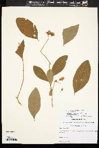 Lyonia mariana image