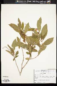 Lyonia mariana image