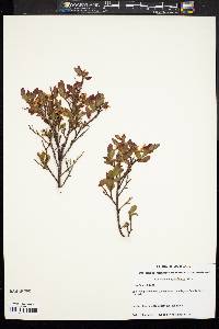 Vaccinium angustifolium image