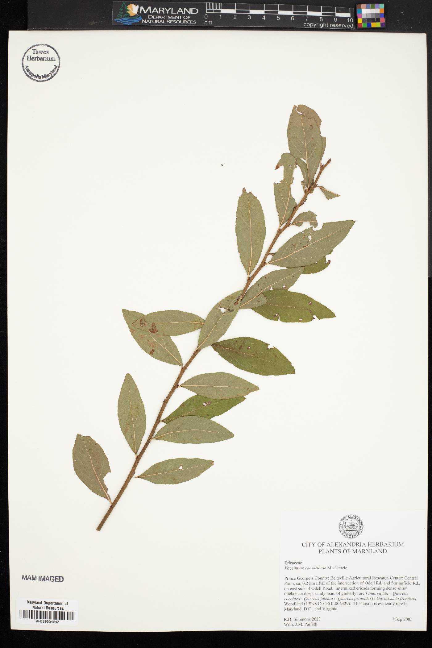 Vaccinium caesariense image