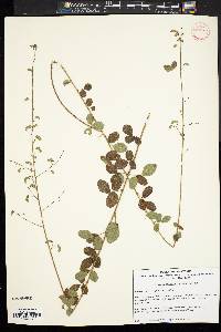 Desmodium ciliare image