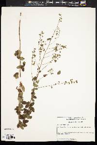 Desmodium ciliare image