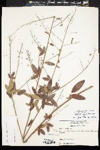 Desmodium ciliare image